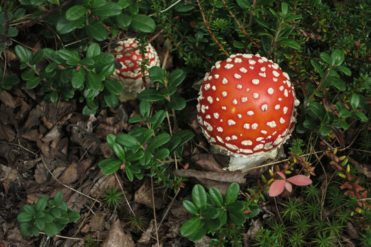 L'amanita muscaria, bolet màgic