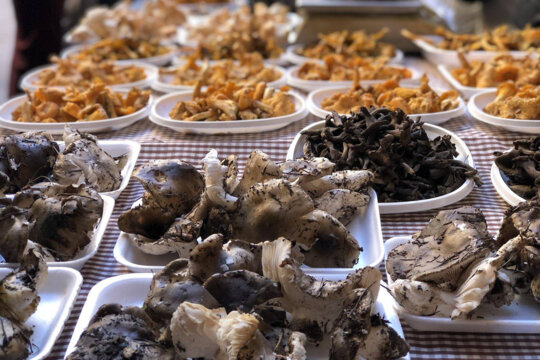 Parada amb llenegues