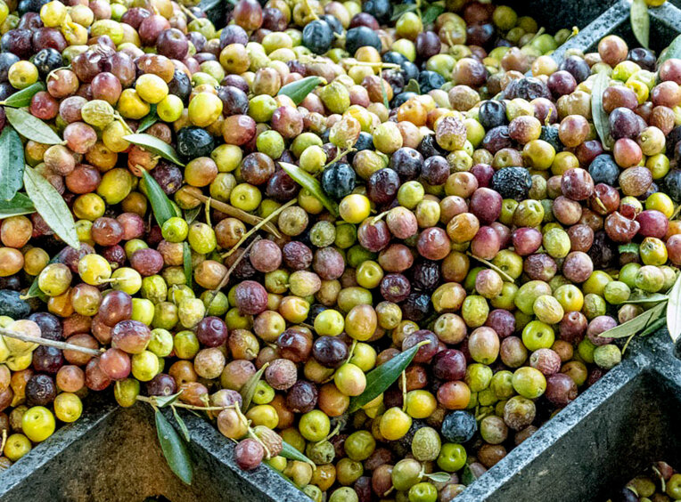 Fira de l'oli verd de Maials