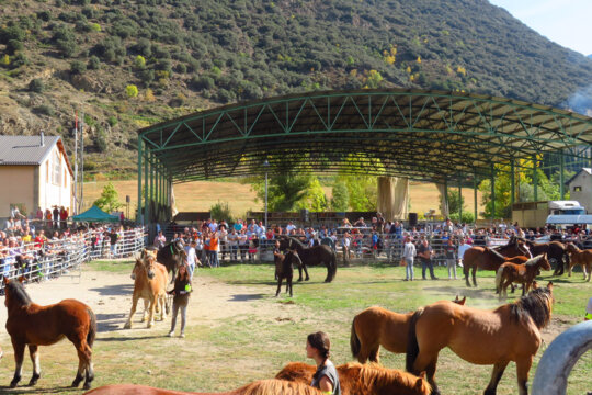 Concurs equí