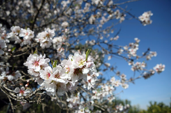 Si la Candelera plora...